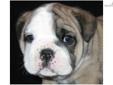 Price: $1800
UNIQUE Dark SILVER-FAWN AKC English Bulldog male puppy with white markings. Full AKC registration, 1-year health guarantee, Health certified by our veterinarian before leaving, current vaccinations and dewormings and a microchip included.
