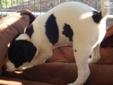 Price: $350
Parson Russells are slightly longer legged Jack Russells. Adult weight will be 16 to 20 lbs. This puppy is not registered, but I do have papers on the ancestry and lineage. Included in the photos are the sire and dam,grandparents, and the