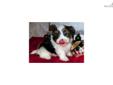 Price: $1300
This advertiser is not a subscribing member and asks that you upgrade to view the complete puppy profile for this Morkie / Yorktese, and to view contact information for the advertiser. Upgrade today to receive unlimited access to