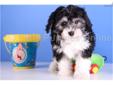 Price: $799
Patches is not shy at all, he loves little kids, and other pets!! Havanese's are awesome dogs! They are terrific with children and seem to love everyone they meet. Patches is going to be a great pet and should be around 10 or 12 pounds! He is