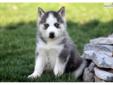 Price: $900
This attractive Siberian Husky puppy will make a great addition to any family. She is AKC registered, vet checked, vaccinated and wormed. She also comes with a 1 year genetic health guarantee. This puppy is spunky, fun-loving and a bundle of