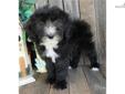 Price: $900
NON-SHEDDING & HYPOALLERGENIC! Patsy is a wonderful eye catching little companion!! A Sheepadoodle is a cross between a Standard Poodle and an Olde English Sheepdog. These puppies share the smaller size, refinement and intelligence of their