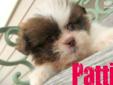 Price: $400
Patti is a beautiful chocolate and white little girl, she is ckc registered, microchipped and has all her puppy vaccinations. Patti has been Dr. examined and is health guaranteed. Currently Patti weighs close to 4 lbs. She will be a tiny baby.