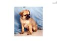 Price: $450
3/4 Pug puppy for sale Up-to-date on vaccinations and ready to go. Shipping is available. Please call us for more details if you are interested... 570-966-2990 (calls only - no emails)
Source: