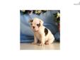 Price: $600
3/4 English Bulldog Up-to-date on vaccinations and ready to go. Shipping is available. Please call us for more details if you are interested... 570-966-2990 (calls only - no emails)
Source: