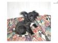 Price: $250
Paulina was born on Aug 1,2012,vet checked and crate and paper trained,but doing very good at going outside now. She wieghs 2.5 lbs now and will mature to about 5 lbs. She stands on her back legs and paws for your attention and is full of