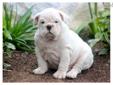 Price: $2000
This adorable, wrinkly English Bulldog puppy is cute as can be! He is ACA registered, vet checked, vaccinated and wormed. He also comes with a 1 year genetic health guarantee. He is very playful and loves people. This puppy will make a
