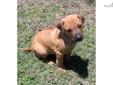 Price: $1200
Finding the right puppy can sometimes be very difficult and I know how that feels. Take the time to let me answer any questions you may have and let me help you to make this as easy as possible. The parents to this litter are Lil Bella &