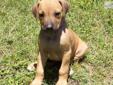 Price: $900
Finding the right puppy can sometimes be very difficult and I know how that feels. Take the time to let me answer any questions you may have and let me help you to make this as easy as possible. The parents to this litter are Lil Bella &
