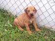 Price: $950
This advertiser is not a subscribing member and asks that you upgrade to view the complete puppy profile for this Rhodesian Ridgeback, and to view contact information for the advertiser. Upgrade today to receive unlimited access to