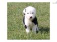 Price: $1000
This advertiser is not a subscribing member and asks that you upgrade to view the complete puppy profile for this Olde English Sheepdog, and to view contact information for the advertiser. Upgrade today to receive unlimited access to