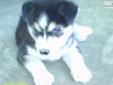 Price: $450
This advertiser is not a subscribing member and asks that you upgrade to view the complete puppy profile for this Siberian Husky, and to view contact information for the advertiser. Upgrade today to receive unlimited access to NextDayPets.com.