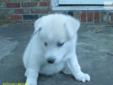 Price: $45
This advertiser is not a subscribing member and asks that you upgrade to view the complete puppy profile for this Siberian Husky, and to view contact information for the advertiser. Upgrade today to receive unlimited access to NextDayPets.com.