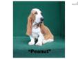 Price: $1000
PeanutÂ is a very high quality,Â Red & White,Â AKC registered, basset hound male puppy with LONG ears, DROOPY eyes, BIG feet and tons of LOOSE skin to fill your heart with lots of tender LOVE. All of our bassets are registered with the American