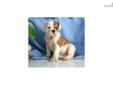 Price: $600
3/4 English Bulldog Up-to-date on vaccinations and ready to go. Shipping is available. Please call us for more details if you are interested... 570-966-2990 (calls only - no emails)
Source: