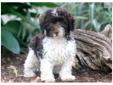 Price: $300
This little, fluffy Toy Poodle puppy is quite charming. He is UKC registered, vaccinated, wormed and comes with a 1 year genetic health guarantee. This puppy is loving, energetic and has a great personality. Please contact us for more