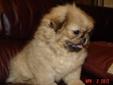 Price: $425
This advertiser is not a subscribing member and asks that you upgrade to view the complete puppy profile for this Pekingese, and to view contact information for the advertiser. Upgrade today to receive unlimited access to NextDayPets.com. Your
