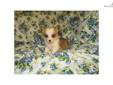 Price: $650
This advertiser is not a subscribing member and asks that you upgrade to view the complete puppy profile for this Corgi, and to view contact information for the advertiser. Upgrade today to receive unlimited access to NextDayPets.com. Your