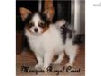 Price: $2300
Pending- show home- We breed AKC Champion bloodlines. For showing or just a loving pet/companion with exceptioal personalities. Our Rio AKC registered and AKC Champion bloodlines! Rio is such a sweetheart and very outgoing!! Show/breeding
