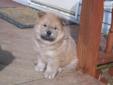 Price: $800
This advertiser is not a subscribing member and asks that you upgrade to view the complete puppy profile for this Chow Chow, and to view contact information for the advertiser. Upgrade today to receive unlimited access to NextDayPets.com. Your