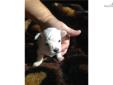 Price: $600
This advertiser is not a subscribing member and asks that you upgrade to view the complete puppy profile for this Bichon Frise, and to view contact information for the advertiser. Upgrade today to receive unlimited access to NextDayPets.com.