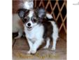 Price: $2000
Pending- Going to CA....AKC Fine Quality Long Coat Chihuahuas!We breed to better the breed for showing or just loving pet/compnions. Our Chihuahua meet the AKC breed standards, have excellent temperaments, coats and conformation; all the