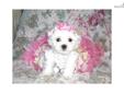 Price: $800
Crystal is a teacup maltese darling fluff ball of joy! She has a beautiful full coat and is ready for her new home 5/17. She is only expected to weigh 4 1/2 lbs full grown. She has fun playing energy and tons of kisses ready for you!! She is