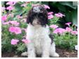 Price: $300
This little, fluffy Toy Poodle puppy is quite charming. She is UKC registered, vaccinated, wormed and comes with a 1 year genetic health guarantee. This puppy is loving, energetic and has a great personality. Please contact us for more