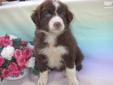 Price: $485
This advertiser is not a subscribing member and asks that you upgrade to view the complete puppy profile for this Border Collie, and to view contact information for the advertiser. Upgrade today to receive unlimited access to NextDayPets.com.