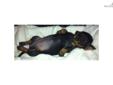 Price: $600
This advertiser is not a subscribing member and asks that you upgrade to view the complete puppy profile for this Dachshund, Mini, and to view contact information for the advertiser. Upgrade today to receive unlimited access to