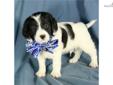 Price: $350
How cute is this little guy. He is a Beagle-poo. 1/2 Beagle, 1/2 Mini Poodle. Shipping charges are $250 with American Airlines. For more information, please visit our website at www.dogwoodacrepuppies.com, call 918 781 2503, or email . God