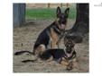 Price: $975
This advertiser is not a subscribing member and asks that you upgrade to view the complete puppy profile for this German Shepherd, and to view contact information for the advertiser. Upgrade today to receive unlimited access to