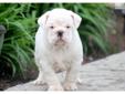 Price: $2000
This adorable, wrinkly English Bulldog puppy is cute as can be! He is ACA registered, vet checked, vaccinated and wormed. He also comes with a 1 year genetic health guarantee. He is very playful and loves people. This puppy will make a