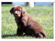 Price: $650
This darling Chocolate Lab puppy is lively and fun-loving. He is ACA registered, vet checked, vaccinated, wormed and comes with a 1 year genetic health guarantee. He is raised with children and is a happy guy! Please contact us for more