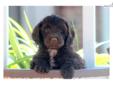 Price: $450
This fun-loving Cockapoo puppy is waiting for his forever family. He is vet checked, vaccinated, wormed and comes with a 1 year genetic health guarantee. This puppy is friendly, loving and well socialized. His date of birth is June 1st and his