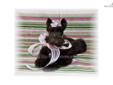 Price: $3500
**WE NOW HAVE INDIVIDUAL VIDEOS OF EACH PUPPY ON YOUTUBE.COM!!** CHECK OUT THIS MEGACOATED CHOCOLATE BABY, HERSHEY! JUST CLICK ON THE NAME AND WATCH THE VIDEO ON YOUTUBE. WE UPDATE THE PIX AND THE VIDEOS EACH WEEK. HERSHEY IS THE ONLY BABY