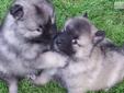 Price: $1000
New litter due June 4. All puppies from Geogia's own MistyDays Keeshond are PHPT Negative. I should get a variety of gorgeous colors as always. Responsibly raised, unconditionally loved, house trained and taught the name of your choice by the