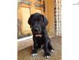 Price: $500
This advertiser is not a subscribing member and asks that you upgrade to view the complete puppy profile for this Great Dane, and to view contact information for the advertiser. Upgrade today to receive unlimited access to NextDayPets.com.