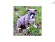 Price: $1500
This advertiser is not a subscribing member and asks that you upgrade to view the complete puppy profile for this American Pit Bull Terrier, and to view contact information for the advertiser. Upgrade today to receive unlimited access to