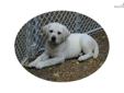 Price: $1500
You betcha this little big guy has it all from the top of his head to the bottom of his four large puppy paws. He's put together beautifully with no one part taking precedent over another. "Cracker Jack" exudes with personality and is our
