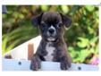 Price: $1295
This beautiful French Bulldog puppy is searching for a family to love her. She is vaccinated, wormed and comes with a 1 year genetic health guarantee. This puppy is friendly and loves to run & play! She will keep you on your toes!! Please