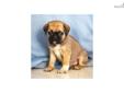 Price: $450
Up-to-date on vaccinations and ready to go. Shipping is available. Please call us for more details if you are interested... 570-966-2990 (calls only - no emails)
Source: http://www.nextdaypets.com/directory/dogs/f5e45011-73e1.aspx