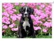 Price: $850
This sharp looking black Boxer puppy can be AKC registered. She is adventuresome, energetic and ready to play! This puppy is vet checked, vaccinated, wormed and comes with a 1 year genetic health guarantee. She is a real beauty who will keep