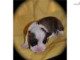 Price: $1800
Champion Bloodline AKC registered English Bulldog puppy. Super Sweet! Will have worming, vaccinations, and health certificate before leaving.
Source: http://www.nextdaypets.com/directory/dogs/d696f33f-d101.aspx