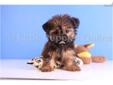 Price: $599
Pistol is a great Shorkie!! Want a beautiful Shorkie, look no further! Pistol will be a great addition!!! He has a great temperament! He is also up to date on his shots and dewormings and comes with a one year health warranty. He can be