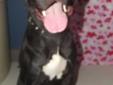 URGENT! Sweet Tara is still a puppy at 12 months old. She has lots of puppy energy, loves to play and can't wait to be with the other dogs at the shelter. She is becoming increasingly stressed in the confines of he kennel. Tara is a 53 pound bundle of