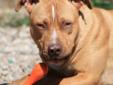 Rocco is a sweet, 1 year old American Pit Bull Terrier who loves to cuddle up or lie in your lap. In spite of a history of abandonment, he is a happy and stable young dog that loves people. He is quite responsive most of the time and easy to work with but