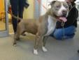 He is a 4 year old American Pit Bull Terrier that weighs 56 pounds. He is a shelter favorite and they describe him as a great guy who will melt your heart. He is good with cats and backs off as soon as they hiss at him. He is good with other dogs although