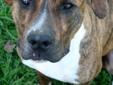 Daxton is a very handsome and incredibly sweet one year old pit bull. Daxton came to the shelter back in October, 2011 and is still searching for his forever home. He was actually one of the first five pit bulls in the Bull Runs program at CMHS. For four