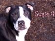Susie Q is a sweet and timid girl who thinks she is a lap dog. She is okay with other dogs but a meet and greet with any dogs in the home is recommended. She would like a calm household. She is very affectionate and likes to give kisses. Please hurry to